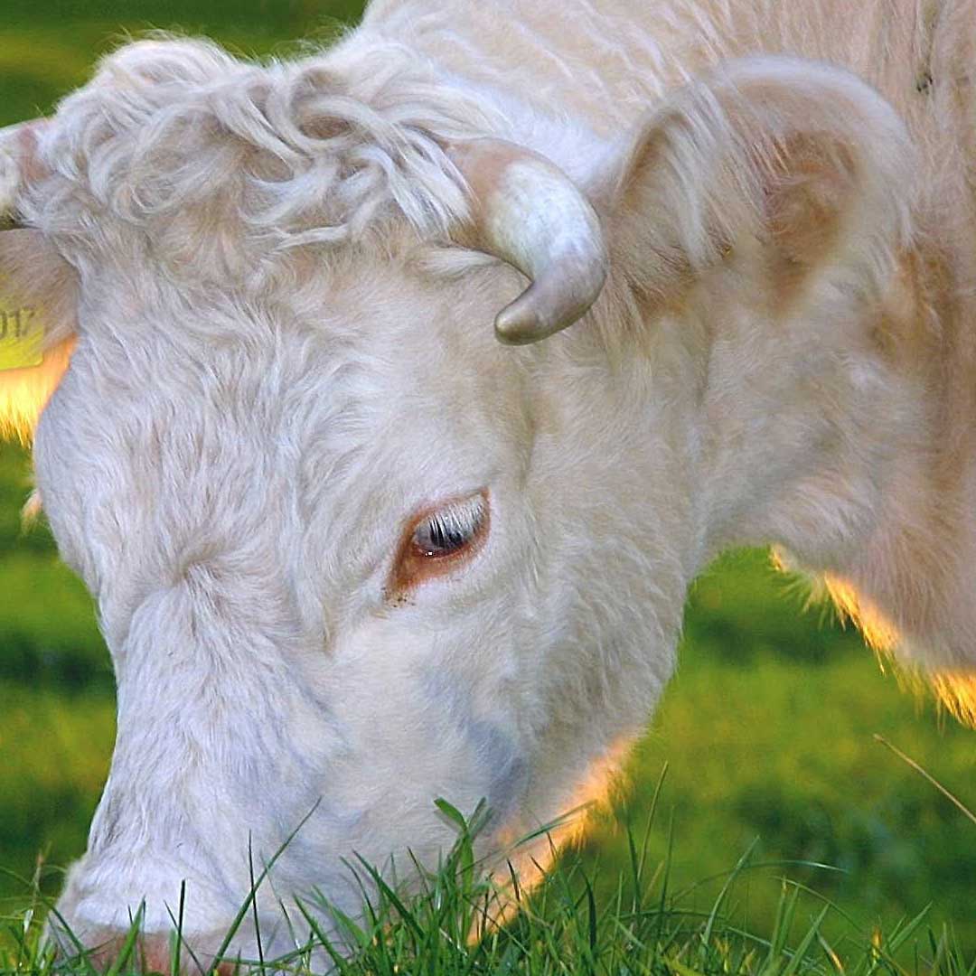 Organic Beef: A Tasty and Healthy Pick for Smart People