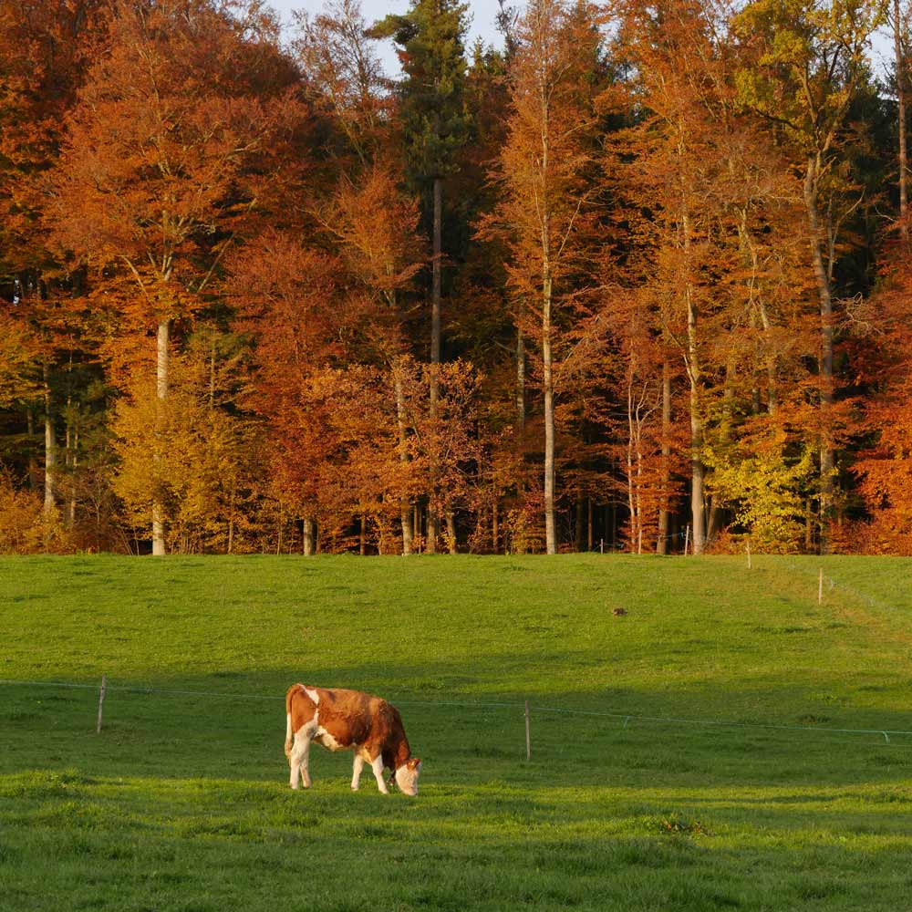From Farm to Fork: Understanding the Journey of Fresh Meat