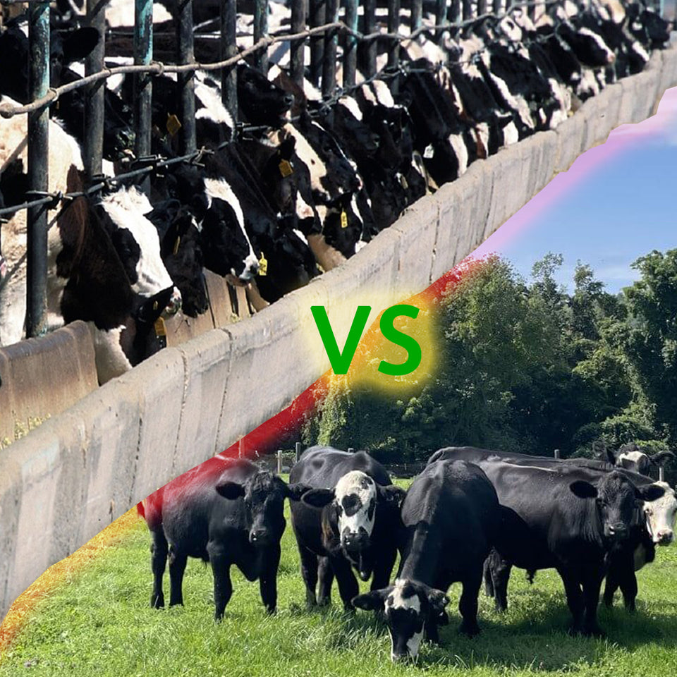Unveiling the Shocking Truth: The Hidden Dangers Lurking in Your Regular Grocery Store Meat vs. the Surprising Benefits of Grass-Fed Meat Revealed!