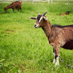 Package 9 - Small Whole Goat Meat – 30-50 lbs