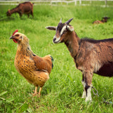 Package 08 – Goat Stew Meat & Whole Chicken Box – $300