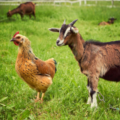 Package 08 - Premium Goat Meat & 4 Whole Chicken Box – Naturally Raised Local Farm-to-Freezer Pack $300