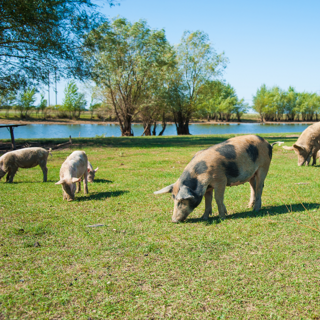 Package 03 – Premium Pork Box | Pork Chops, Roasts, Assorted Steaks & Sausages – $200