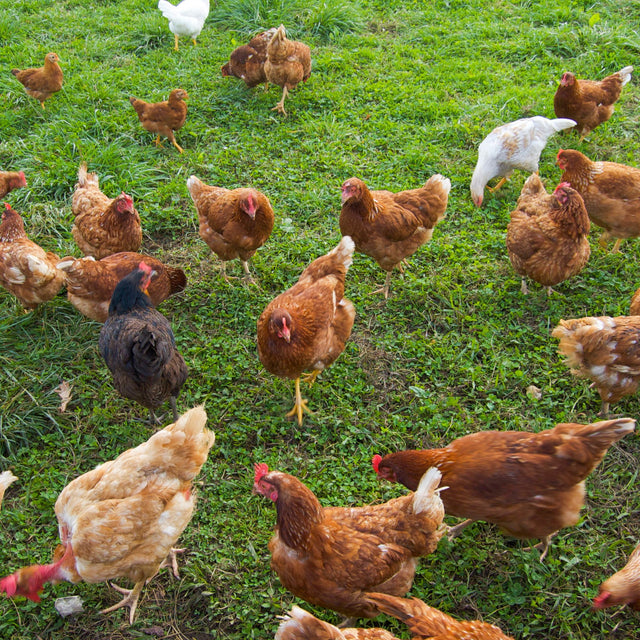 Package 07 - Farm-Raised Chicken Variety Box – Whole Chickens, Breasts, Thighs & More
