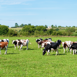 Package 04 – Ultimate Beef Box | 17lbs of a hand-picked mix of locally raised beef